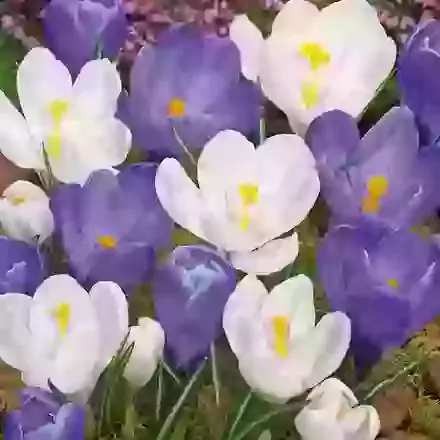 Large Flowering Mixture of Blue & White